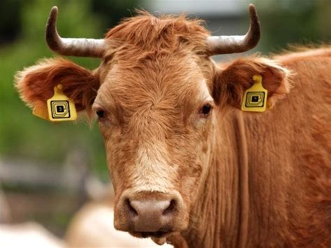 tags rfid tags|rfid tags for livestock.